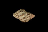 藏品(黃口岩螺(黑痣岩螺))的圖片